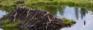 beaver dam in pond